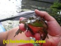 /home//u458753944/public_html/sourcegallery///////////////////////Frogs/More bullfrogs/DSCN8205.JPG